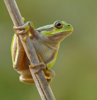 Yeşil ağaç kurbağası üzerindeki reed yaprak (yeşil arborea)