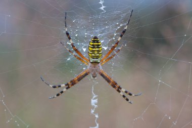 Argiope Bruennichi örümcek su damlaları ile spiderweb