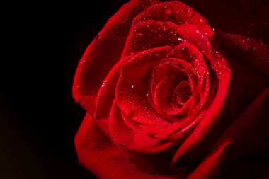 Güzel kırmızı gül.