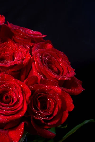 Аромат свежих роз, яркий фон. — стоковое фото