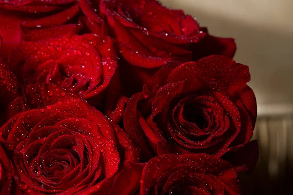 Närbild av röda rosor och vattendroppar. — Stockfoto