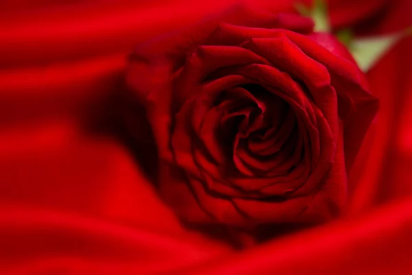 Přirozená červené růže — Stock fotografie