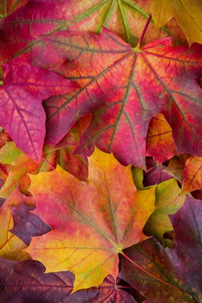 Increíble fondo multicolor de follaje natural de otoño. Fondo colorido de hojas multicolores con luz natural. Majestuoso follaje brillante otoño color fondo — Foto de Stock