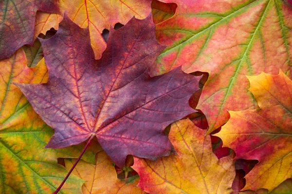 Increíble fondo multicolor de follaje natural de otoño. Fondo colorido de hojas multicolores con luz natural. Majestuoso follaje brillante otoño color fondo — Foto de Stock