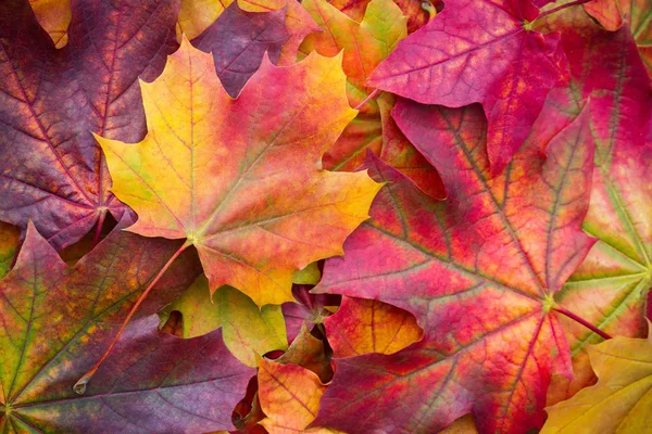 Amazing multicolor background of natural autumn foliage. Colorful background of multicolor leaves with natural light. Majestic bright autumn foliage color background — Stock Photo, Image