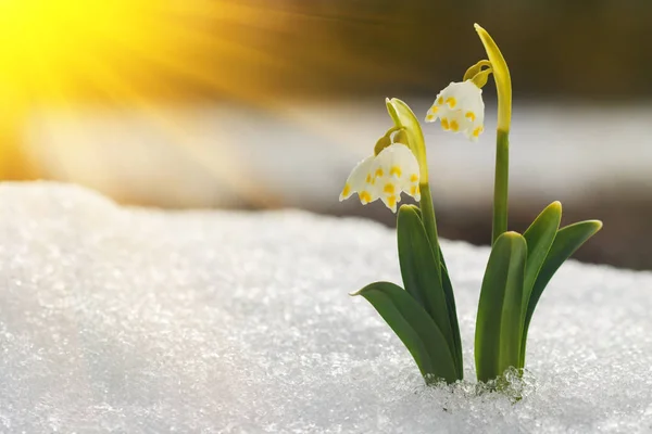 Величний мальовничий вид на квіти дикої весни на сонячному світлі. Дивовижні золоті сонячні промені на квітах, що ростуть на снігу в заповіднику дикої природи . — стокове фото