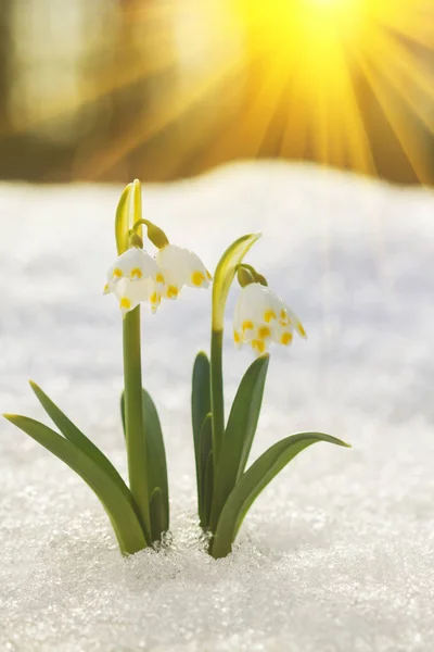 Vahşi bahar kardelen çiçekleri güneş ışığı altında görkemli doğal görünümü. Wildgrowing kardelen çiçek wildllife rezerv üzerinde şaşırtıcı altın güneş ışınları.