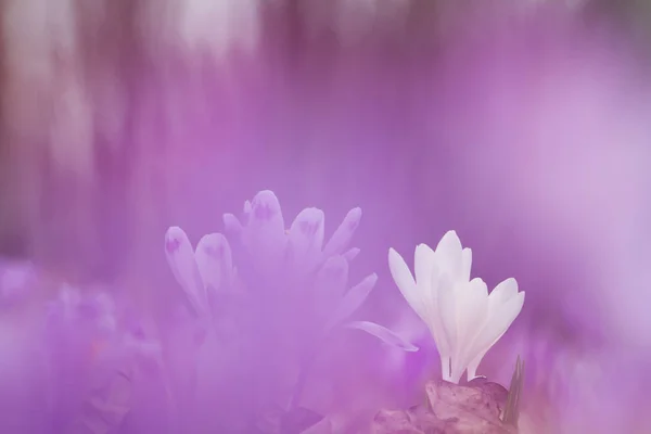 野生紫背景の美しい白い春花クロッカス。自然の野生の花の驚くほどの美しさ — ストック写真