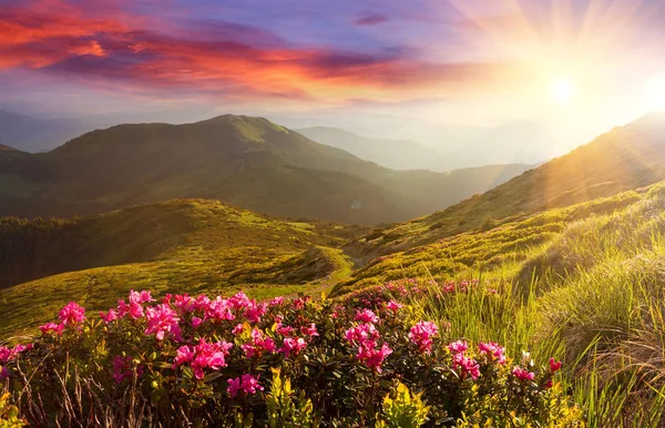 Increíble puesta de sol colorida en las montañas con majestuosa luz del sol y flores de rododendro rosa en primer plano. Dramática escena colorida en las montañas . — Foto de Stock