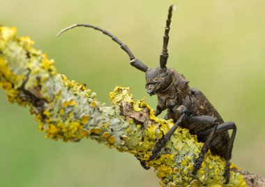 Lamia textor beatle yaban hayatı envirionment liken üzerinde. Şaşırtıcı güzellik hayvanlar vahşi yaşam