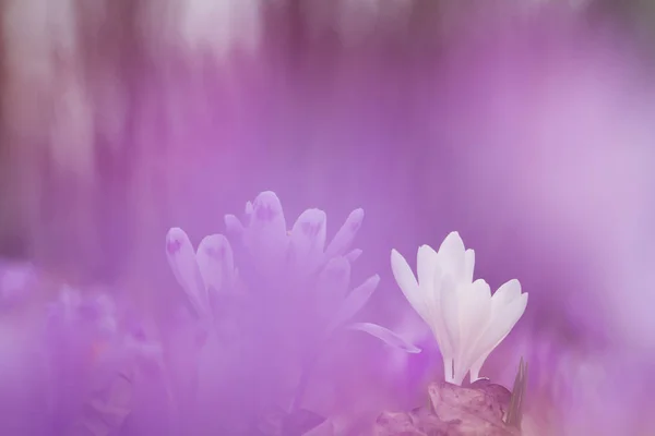 美丽的白色春天花番红花在紫色的背景下生长野生 大自然中的野花惊人的美丽 — 图库照片