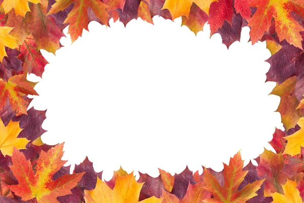 Verbazingwekkende Kleurrijke Achtergrond Van Herfst Esdoorn Bladeren Achtergrond Met Witte Rechtenvrije Stockafbeeldingen