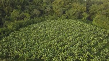 Martinique Adası 'ndaki yeşil organik muz tarlasının havadan çekilmiş videosu..