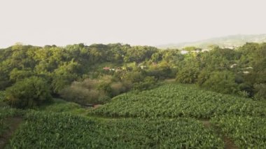 Fransız Karayip adasındaki Martinique adasının ortasındaki muz ekili ağaçlarının hava aracı görüntüleri.