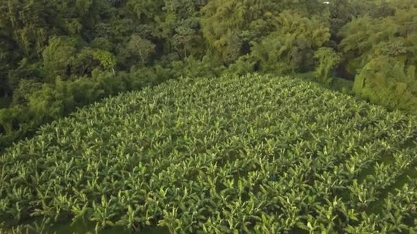 Vídeo Aéreo Campo Banana Orgânica Verde Ilha Martinica — Vídeo de Stock