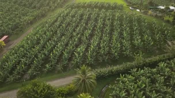 Drone Aéreo Vídeo Campo Banana Orgânica Verde Ilha Martinica Ilha — Vídeo de Stock