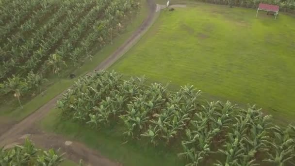 Aerial Drone Footage Green Banana Plantation Island Martinique French Caribbean — Stock Video