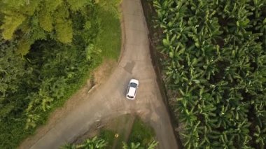 Martinique Adası, Fransız Karayip Adası 'ndaki muz çiftliği yakınlarında 4K hava aracı görüntüsü..
