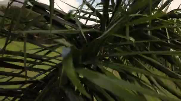 Video Drone Estrellándose Palmera Destilería Ron Depaz Castillo Depaz Metraje De Stock