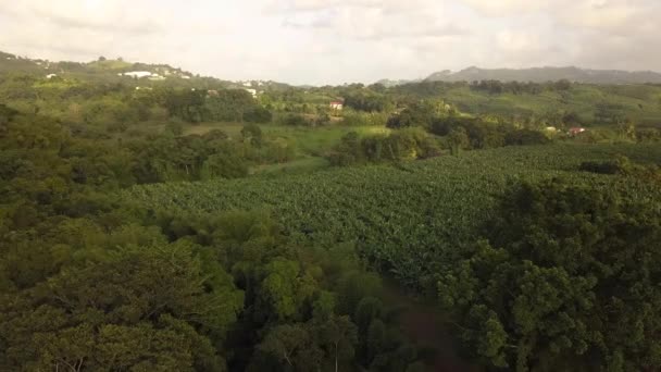 Aufnahmen Von Bananenplantagen Auf Der Französischen Karibik Insel Martinique — Stockvideo