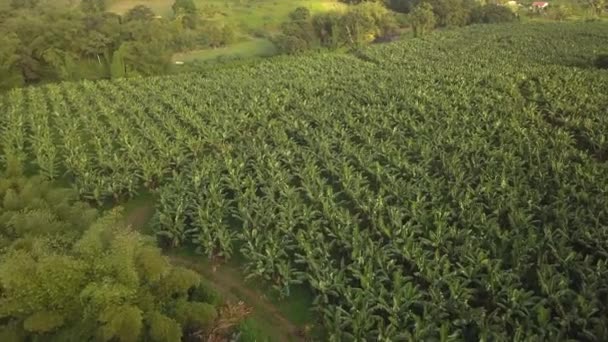 Video Plantación Plátanos Ecológicos Verdes Isla Martinica — Vídeos de Stock