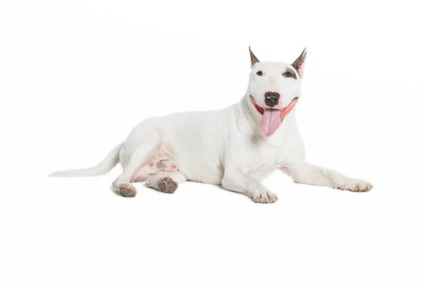 Lindo Toro Terrier Palanca Lengua Hacia Fuera Blanco Fondo — Foto de Stock