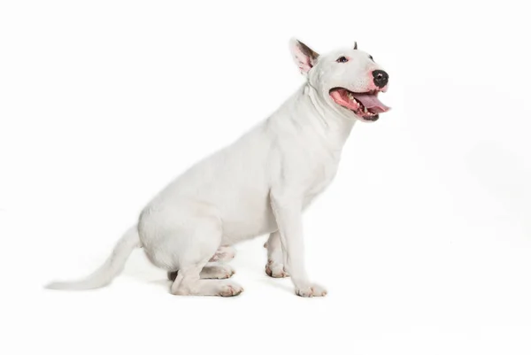 Lindo Toro Terrier Palanca Lengua Hacia Fuera Blanco Fondo — Foto de Stock