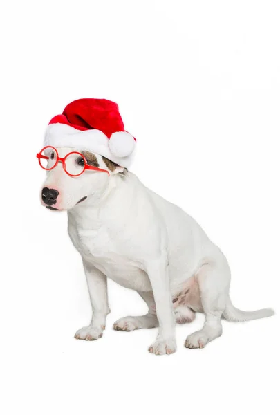Terrier Toro Con Sombrero Santa Roja Gafas Sol Tiro Estudio — Foto de Stock