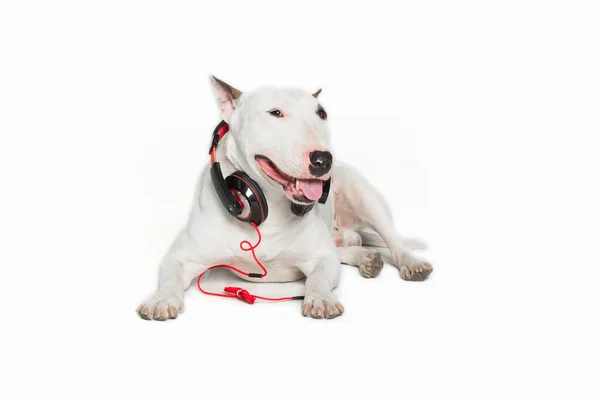 Cucciolo Bull Terrier Indossando Cuffie Nere Seduto — Foto Stock