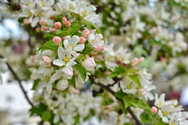 Весна, цветы дерева — стоковое фото