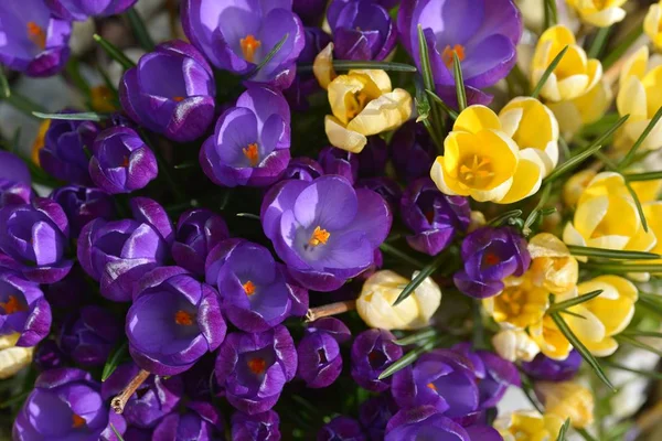 Krokusblüten, Frühlingspflanzen. — Stockfoto