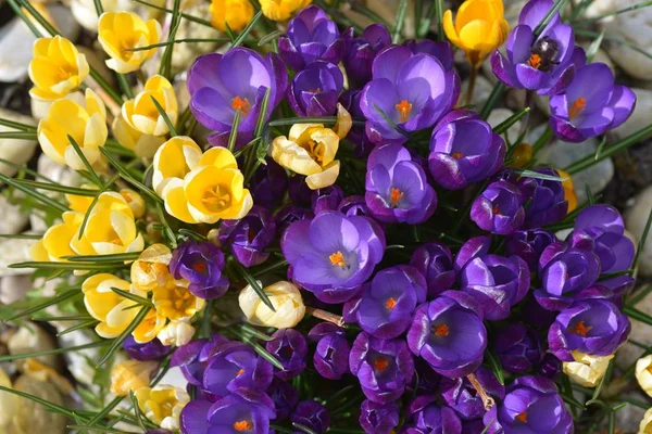 Krokusblüten, Frühlingspflanzen. — Stockfoto