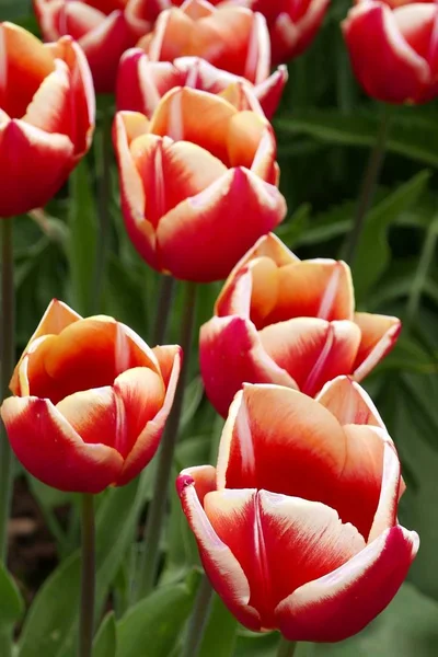 Rood - witte tulpen in park — Stockfoto