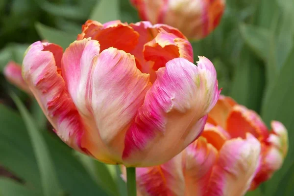 Rote - weiße Tulpen im Park — Stockfoto