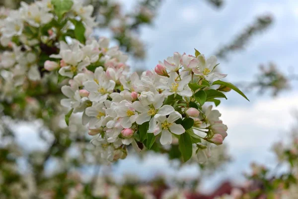 Våren, blommor av träd Stockbild