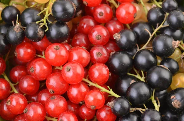 Johannisbeere - rot und schwarz — Stockfoto