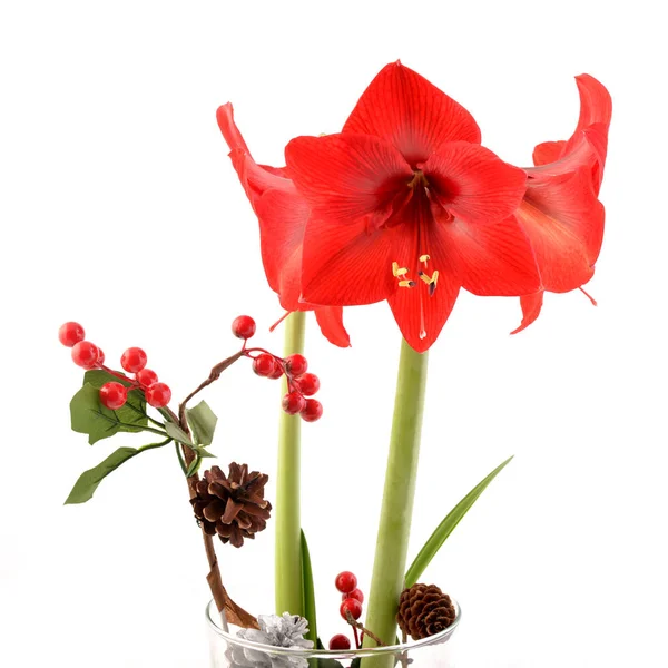 Amarilis Christmas Flower Isolated White Red Amarilis Hippeastrum — Stock Photo, Image