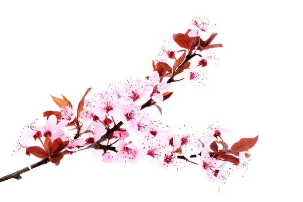 Vårblommor Körsbärsrosa Blomma Isolerad Vit Bakgrund Sakuraträd Royaltyfria Stockbilder