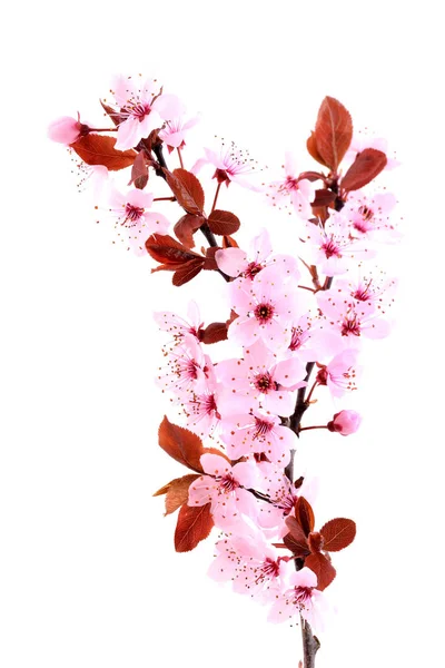 Vårblommor Körsbärsrosa Blomma Isolerad Vit Bakgrund Sakuraträd Royaltyfria Stockfoton