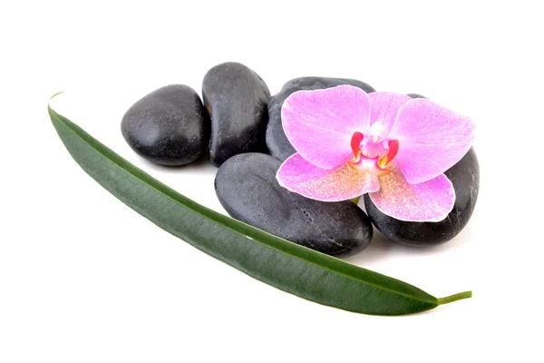 Spa Stones Orchid Isolated White Background Pink Flower Green Leaves — Stock Photo, Image