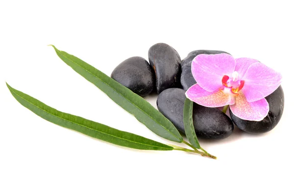 Pedras Spa Orquídea Isoladas Fundo Branco Flor Rosa Folhas Verdes — Fotografia de Stock