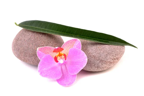 Spa Stones Orchid Isolated White Background Pink Flower Green Leaves ロイヤリティフリーのストック写真