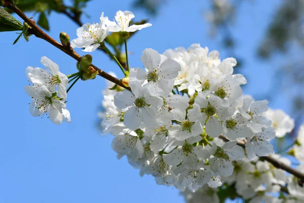 Белые Вишни Расцветают Весеннем Солнце Голубым Небом — стоковое фото