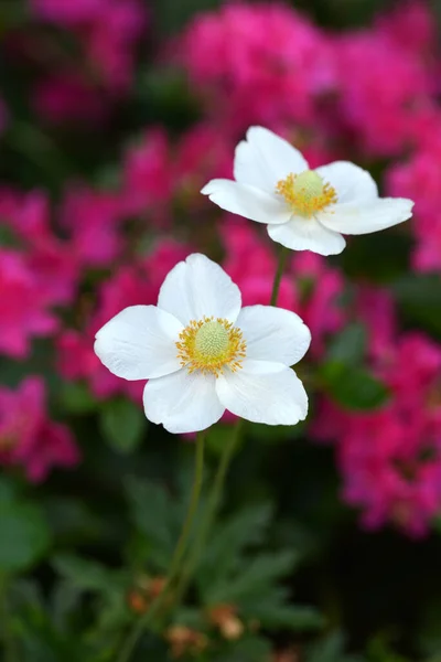 Witte Anemoon Lentebloemen Tuin Stockafbeelding