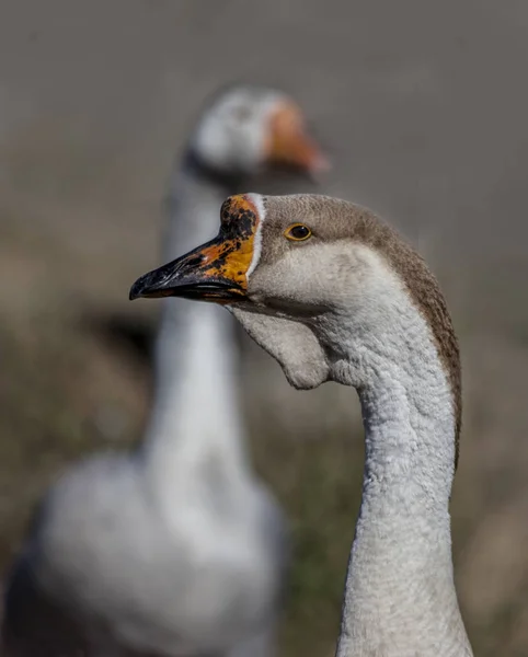 İki kazın kafası ve boynu bulanık.