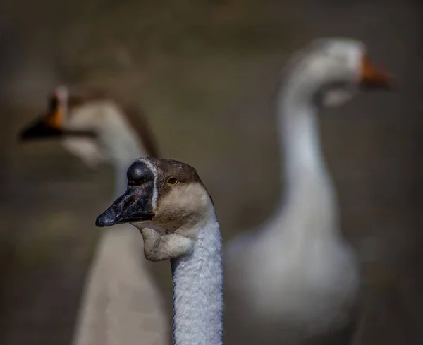 Üç kazın kafası ve boynu bulanık.