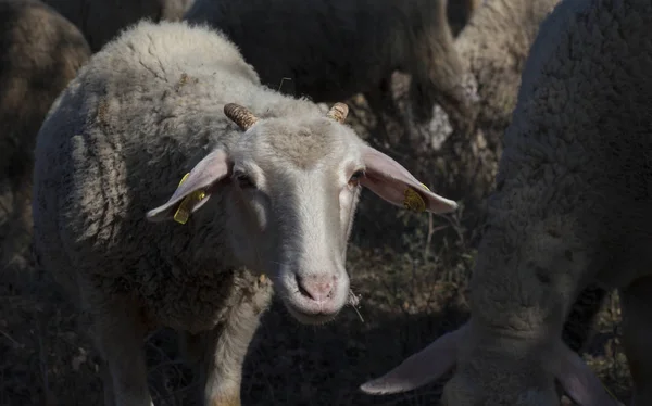 Genç koyun (koçbaşı))