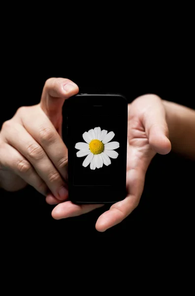 Руки держат смартфон, показывая белый цветок — стоковое фото