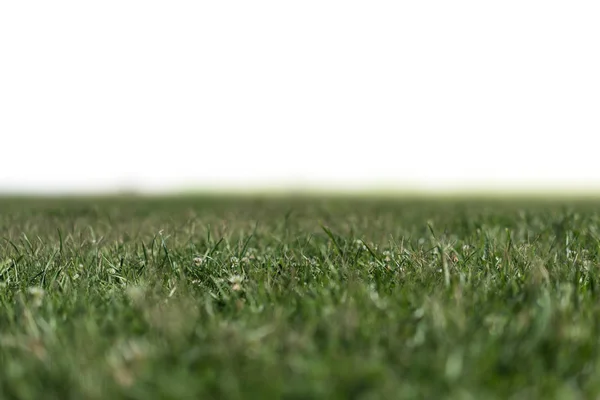 Grass Background with White Space of Text, Shallow Depth of Fiel — Stock Photo, Image