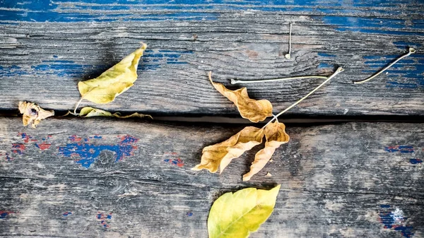 Imagen abstracta de hojas caídas en banco viejo con pintura azul — Foto de Stock